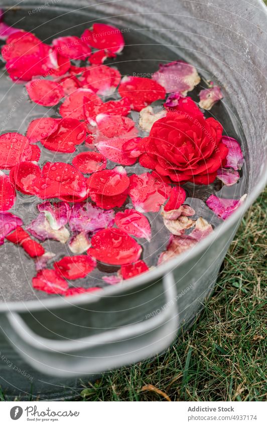 Metallschüssel mit Wasser und Blütenblättern Roséwein Blütenblatt Becken Blume frisch Pflanze Wiese Natur aqua romantisch Landschaft Schwimmer Aroma filigran