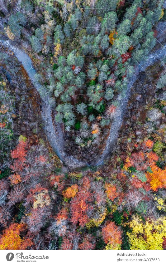 Schneller Fluss im Herbstwald schnell Wald Hochland Landschaft Wasser Berge u. Gebirge fließen Saison Natur strömen fallen malerisch Gelände Waldgebiet reißend