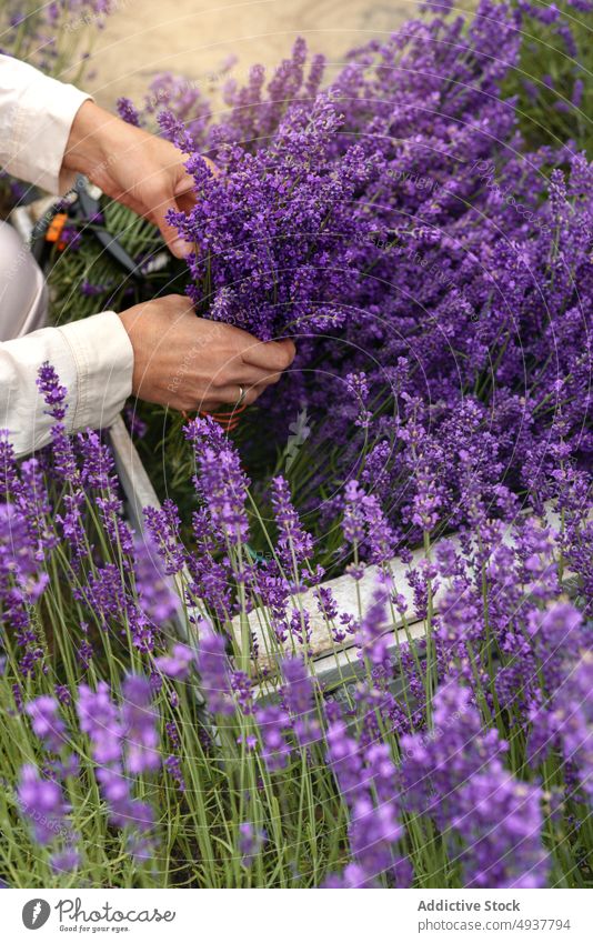 Anonyme Gärtnerin beim Schneiden von Lavendelblüten während der Erntearbeiten Frau geschnitten Blume Arbeit Pflanze secateur Gartenbau kultivieren Ackerbau reif