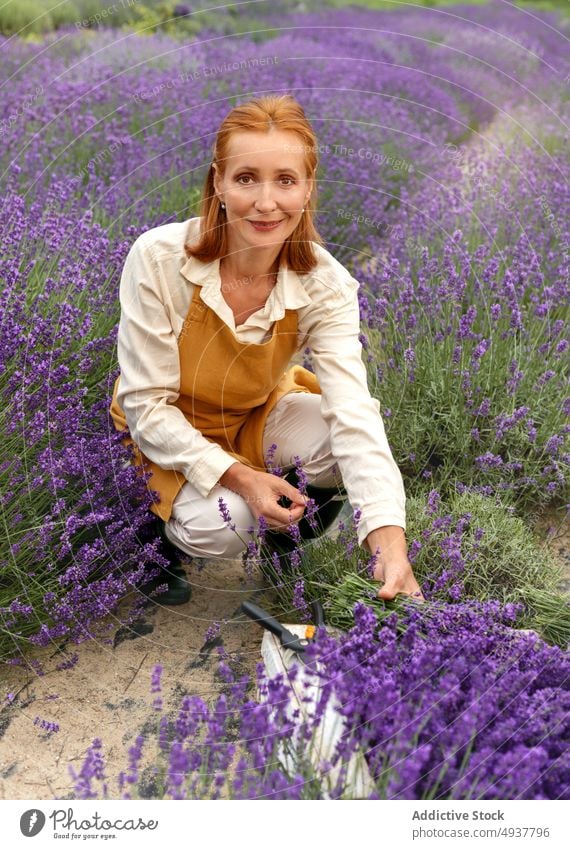 Gärtnerin schneidet Lavendelblüten während der Erntearbeiten Frau geschnitten Blume Arbeit Pflanze secateur Gartenbau kultivieren Freude Lächeln Ackerbau reif