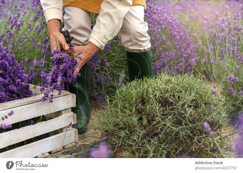 Anonyme Gärtnerin schneidet Lavendelblüten während der Erntearbeiten Frau geschnitten Blume Arbeit Pflanze secateur Gartenbau kultivieren Ackerbau reif Schürze
