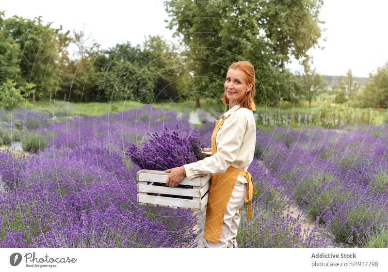 Lächelnde Frau hält Schachtel mit duftendem lila Lavendel im Feld Blume Kasten Ernte Glück Arbeit Landschaft führen Landwirt Besitzer reif Gärtner kultivieren