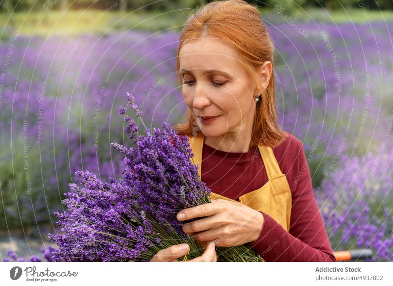 Rothaarige Frau mit Strauß frisch geernteten Lavendels auf einem Bauernhof Gärtner Blume Landschaft Ernte Natur Pflanze Feld Aroma Harmonie ländlich reif