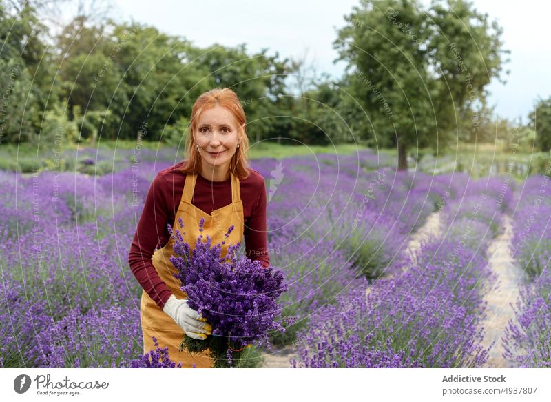 Rothaarige Frau mit Strauß frisch geernteten Lavendels auf einem Bauernhof Gärtner Blume Landschaft Ernte Natur Pflanze Feld Aroma Harmonie ländlich reif