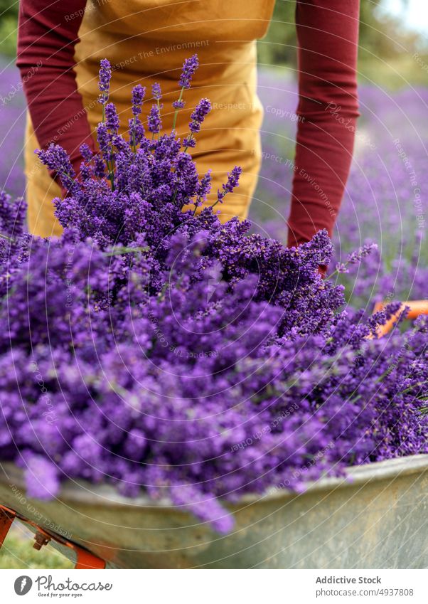 Anonyme Frau sammelt Lavendel in einem Metallwagen Ernte Landschaft Blume Pflanze Gärtner Handwagen kultivieren Arbeit Schubkarre frisch aromatisch Garten Karre