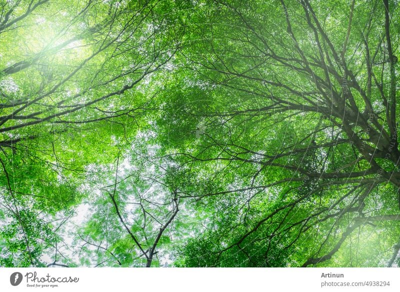 Unten Blick auf Baum mit grünen Blättern in tropischen Wald mit Sonnenlicht. Frische Umgebung im Park. Grüner Baum gibt Sauerstoff im Sommergarten. Erhaltung der Umwelt. Ökologie Konzept. Rettet die Erde