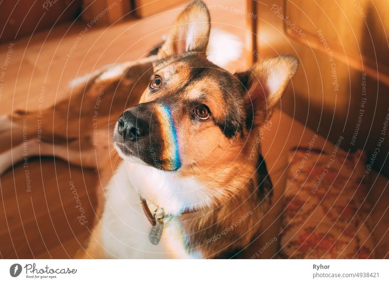 Reflexion eines mehrfarbigen Regenbogens auf dem Gesicht eines Hundes. Mischlingshund auf dem Boden liegend Indoor bezaubernd Tier Kunst schön züchten braun