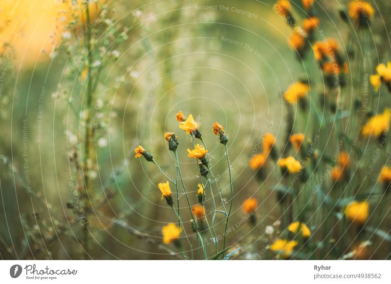 Close Up Gras und gelbe Blumen im Spätsommer schön Blütezeit Überstrahlung schließen abschließen Europa Feld Flora geblümt grün Licht Wiese Natur niemand