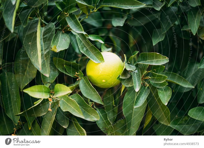 Zitronenfrucht am grünen Baum Zitrusfrucht Limone Herbst Europa Immergrün Flora Lebensmittel frisch Frucht Garten Gesundheit Saft Natur organisch im Freien