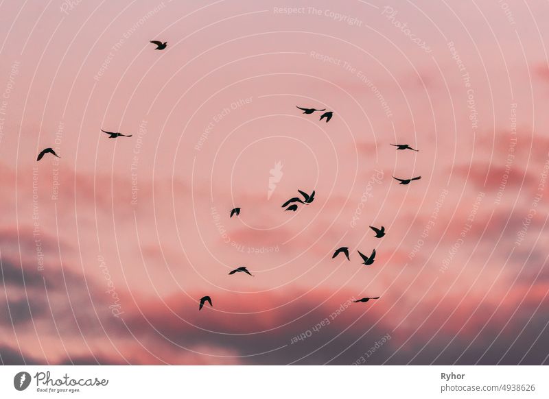 Flocks Of Wild Forest Birds Starling Flying In Spring Sunset Sunrise Orange Sky. Weißrussland, Weißrussische Natur, Wildtiere Europäischer Star Sturnidae