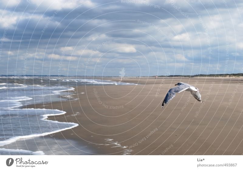 Möwe fliegt am Strand Sand Wasser Himmel Wolken Wellen Nordsee Meer Tier Vogel Flügel 1 fliegen frei blau ruhig Erholung Freiheit Ferne Sandstrand Farbfoto