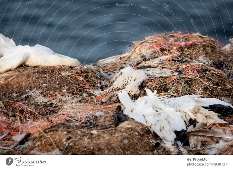 Verendeter Basstölpel auf Helgoland: gestorben an H5N1-Virus Vogelpest II Nordseeinsel Nordseeküste Naturschutzgebiet Spaziergang Landschaft wandern entdecken