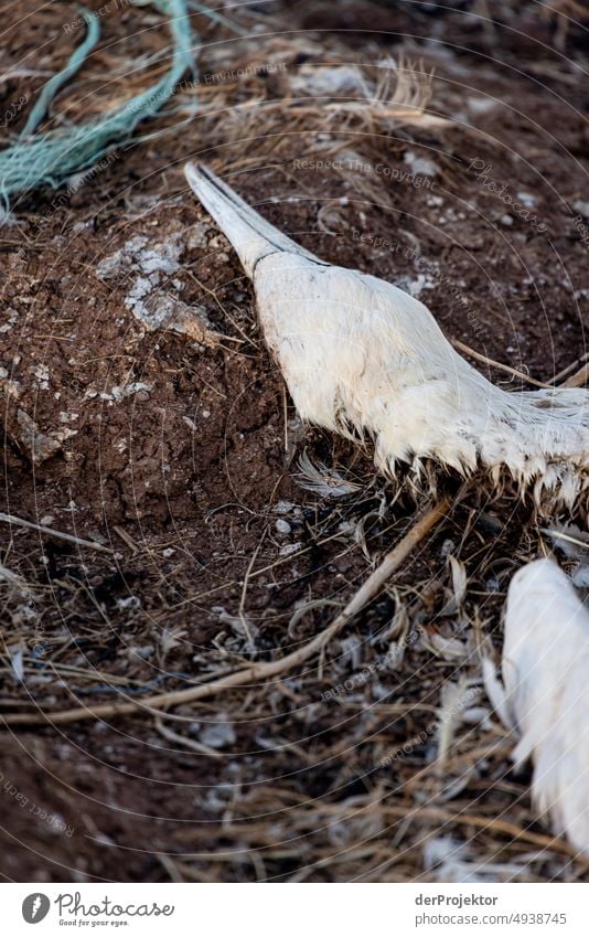 Verendeter Basstölpel auf Helgoland: gestorben an H5N1-Virus Vogelpest Nordseeinsel Nordseeküste Naturschutzgebiet Spaziergang Landschaft wandern entdecken