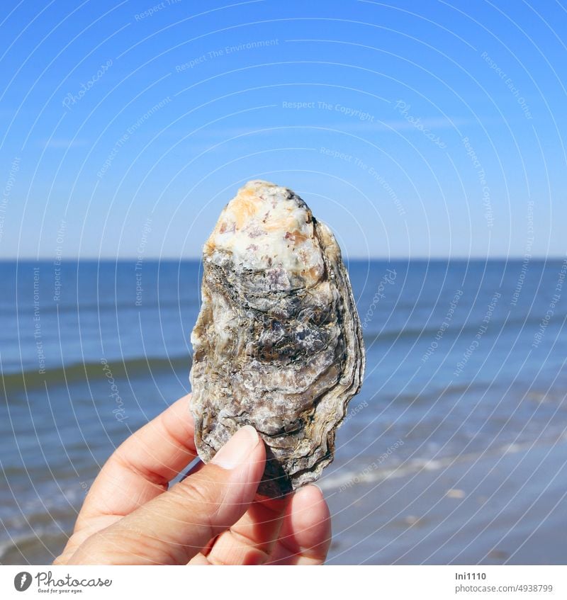 Hälfte einer Austernschale Nordsee Meer Wasser sanfte Wellen schönes Wetter blauer Himmel Horizont Strand Muschelschale Muscheln sammeln Sorten