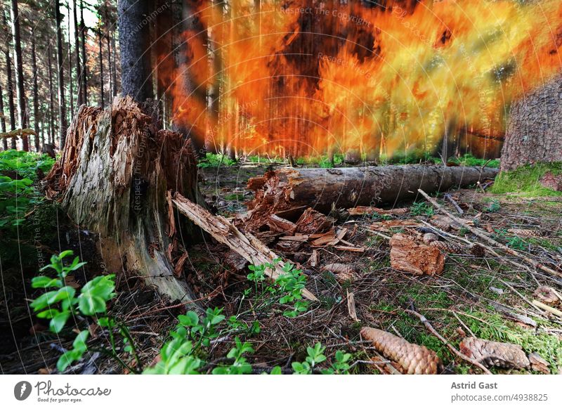 Gefahr eines Waldbrandes bei großer Trockenheit feuer waldbrand trockenheit dürre feuerbrunst brennen flammen funkenflug bäume hitze gefahr gefährlich feuerwehr