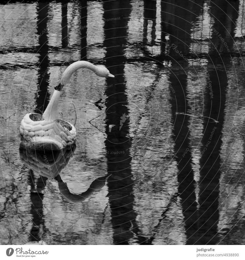 Schwanensee Tretboot See Spiegelung im Wasser Bäume Park Wasseroberfläche Reflexion & Spiegelung alt kaputt Einsamkeit stille trostlos Depression Herbst grau