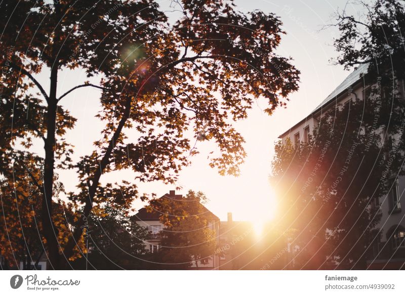 Abendspaziergang Sonne gegenlicht Lichterscheinung Lichtstrahl Sonnenstrahlen häuser baum laubbaum herbst Herbstlaub warme farben sonnenuntergang