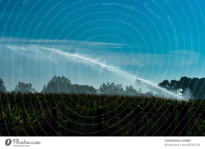 Bewässerung eines Maisfeldes vor blauem Himmel Blauer Himmel Außenaufnahme Sommer Hitze Landschaft Feld Wasser wasserknappheit Landwirtschaft Ackerbau