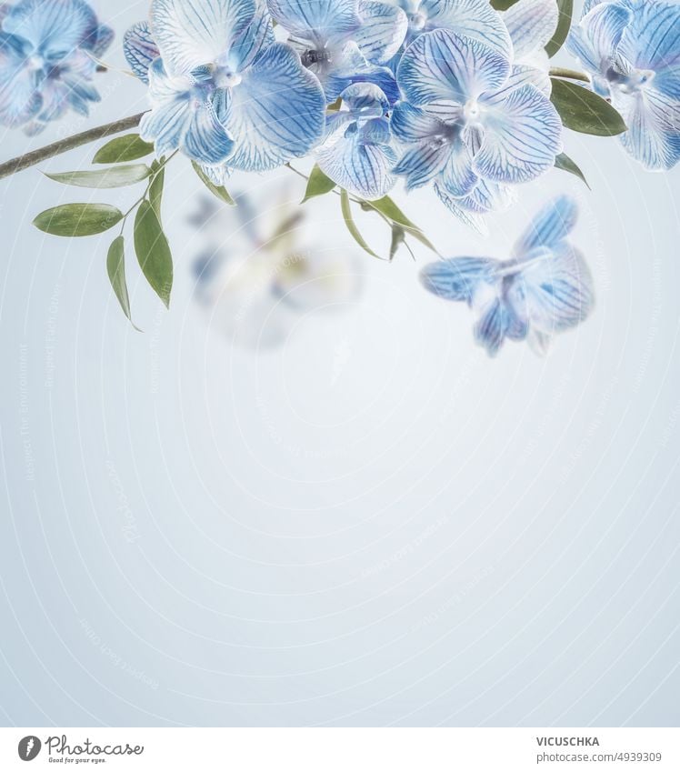 Blaue Orchideenblüten umrahmen einen pastellfarbenen Hintergrund. blau Borte Pastell farbig geblümt Vorderansicht Textfreiraum schön Blütezeit Überstrahlung