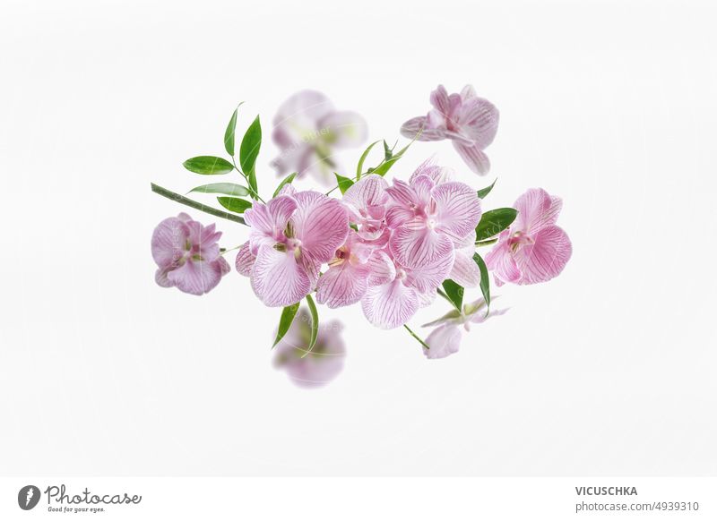 Rosa Orchideenblüten vor weißem Hintergrund. rosa Blumen Composing weißer Hintergrund