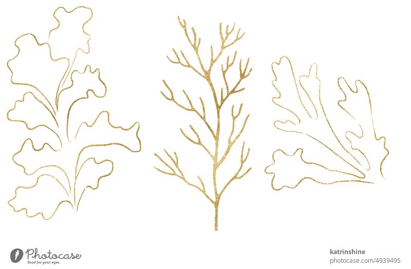 Seetang und Korallen aus goldenen Umrissen, einzelne Elemente für Strandhochzeit Illustration, Clipart Dekoration & Verzierung Zeichnung exotisch handgezeichnet