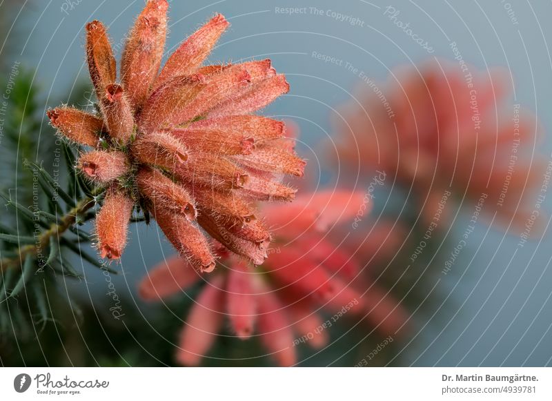 Erica cerinthoides, Feuerheide, ein Endemit aus Südafrika Blüten Blütenstand Blütenstände blühen Ericaceae Aus den Drakensbergen