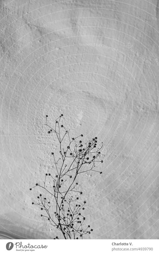 Minimal-Deko Wand weiße wand Menschenleer einfach minimalistisch Strukturen & Formen Mauer Design Gedeckte Farben Zweige Zweige mit Beeren getrocknete Pflanze