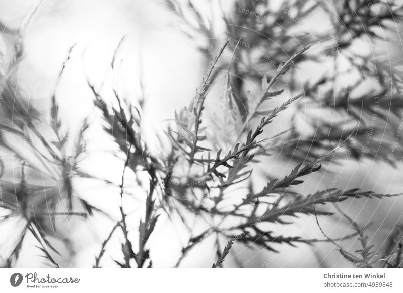 Filigrane Blätter an einem Strauch Acer palmatum dissectum Schlitzahorn monochrome Schwarzweißfoto filigran zart Acer palmatum 'Dissectum Artropurpureum' Garten