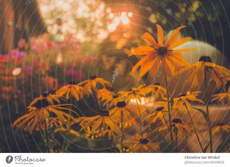 Spätsommer- Blüten Frühherbst Rudbeckia Phlox Sonnenaufgang Sonnenuntergang Sonnenlicht Gegenlicht gelb Sonnenstrahlen gelber sonnenhut Garten Stauden Natur