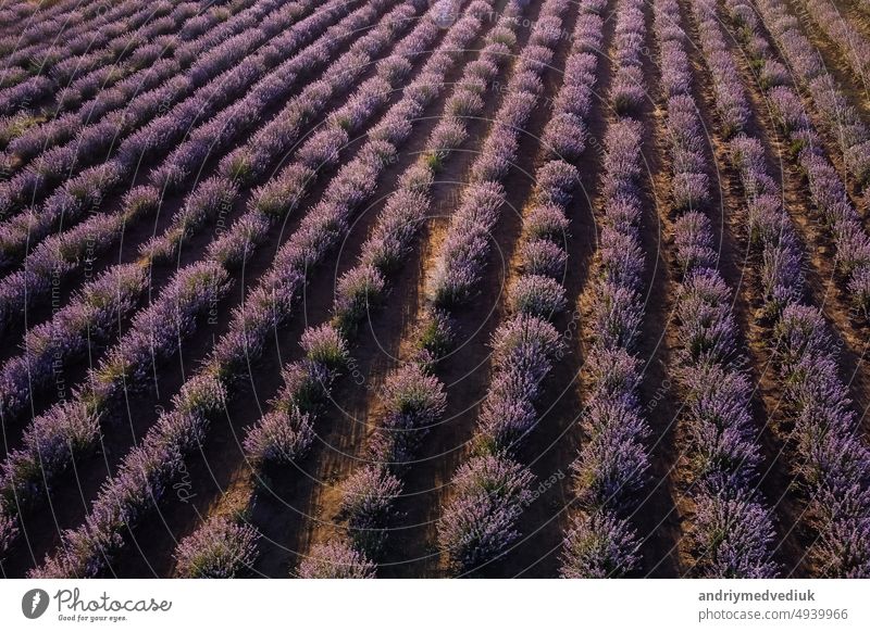 Luftaufnahme eines Lavendelfeldes mit blühenden lila Blüten. Lavendelöl-Produktion. Feld mit Lavendelreihen. Aromatherapie. Entspannen. Blume Kraut purpur