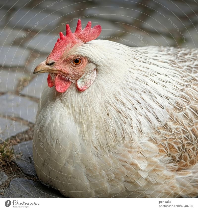 ich will einfach nur hier sitzen Huhn weiß Tierportrait Geflügel Bauernhof Kopfsteinpflaster Vogel Haushuhn Freilandhaltung Tierporträt freilaufend artgerecht