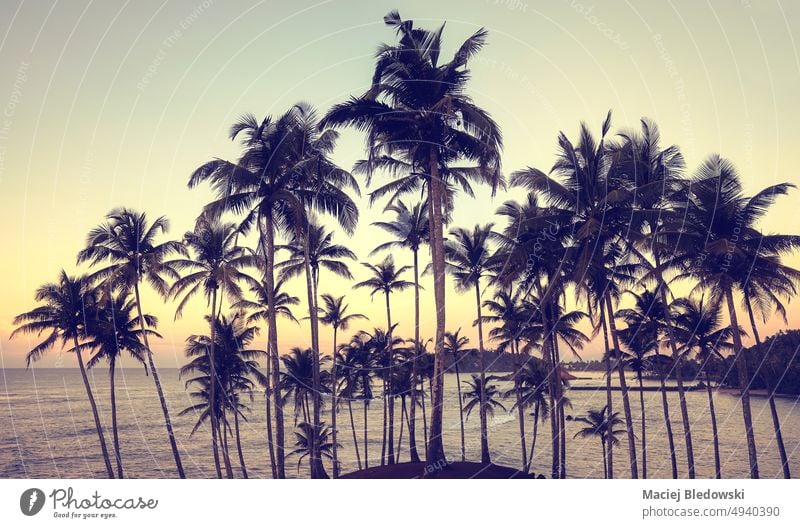 Tropische Insel mit Kokosnusspalmen-Silhouetten bei Sonnenuntergang, Farbabtönung angewendet. Strand Handfläche Meer retro schön MEER Landschaft tropisch