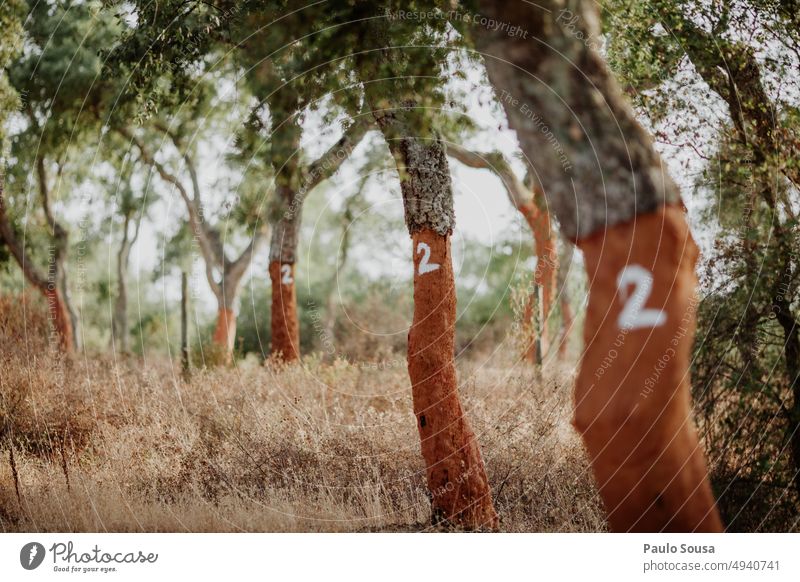 Korkeichen Cork Baum Baumstamm Eiche Pflanze Umwelt grün Farbfoto Natur Außenaufnahme Wirtschaft nachhaltig ökologisch Alentejo Portugal Material Rinde Textur