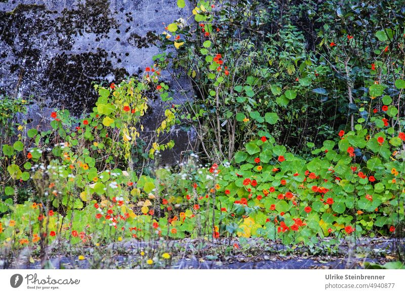 Wilde Kapuzinerkresse (AST 4) Tropaeolum blüht rot grün Natur Zierpflanze Heilpflanzen Mauer Pflanze Blume Blüte Sommer natürlich Wachs Wachstum Asphalt Nische