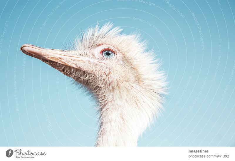 Gucks du. Nandu und blauer Himmel. Weißes großes Laufvogel Tier. in Südamerika beheimatet, verwandt mit dem Strauß und dem Emu. Tierauge Tierkopf Tierthemen