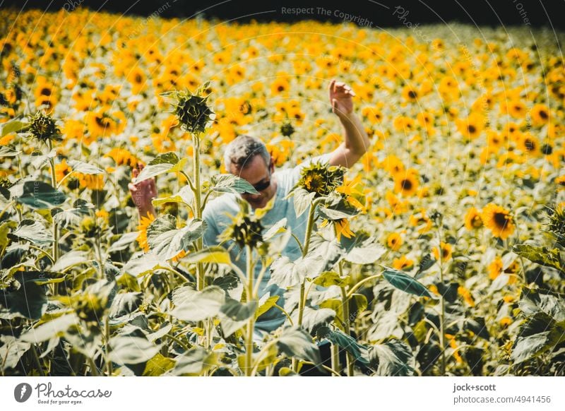 Bewegung im Sonnenblumenfeld Mensch Mann Erwachsene Naturerlebnis kurzhaarig T-Shirt Blume Feld natürlich Blumenfeld Sonnenlicht Unschärfe Blühend Sommer