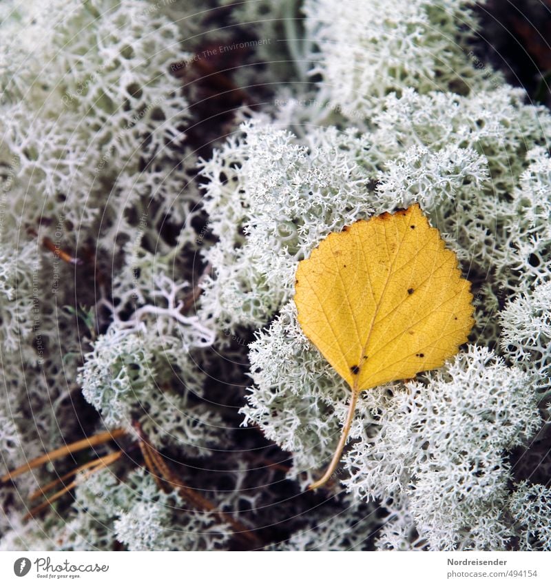 Schwedenherbst Natur Pflanze Herbst Moos Blatt Wildpflanze Wald alt dehydrieren authentisch Senior Einsamkeit Stimmung Vergänglichkeit verlieren