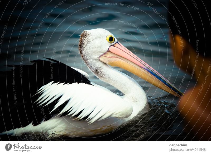 Ein Junge ist ganz nahe am vorbei  schwimmenden Pelikan am Fluss. Sie sehen sich Auge in Auge. Vogel Tier Wildtier Schnabel Außenaufnahme Natur Farbfoto Feder