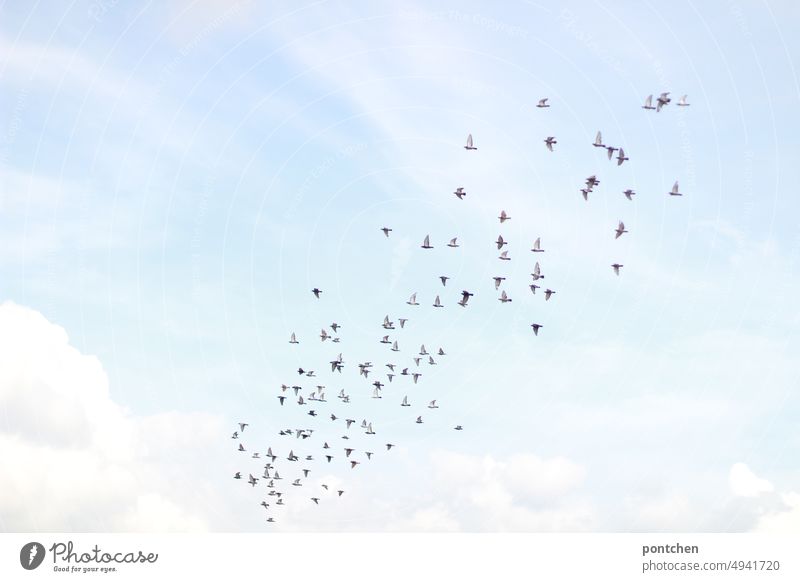 Ein Vogelschwarm fliegt vor blauem, bewölktem Himmel. Freiheit, Zusammengehörigkeit Vögel fliegen freiheit zusammengehörigkeit hell hinmel wolken wildtiere