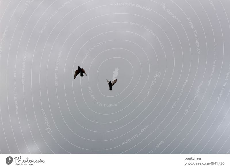 Zwei vögel fliegen vor bewölktem und grauem Himmel. Vögel paar freiheit natur schlechtes wetter Außenaufnahme Tag Wildtier Menschenleer Grau Flügel