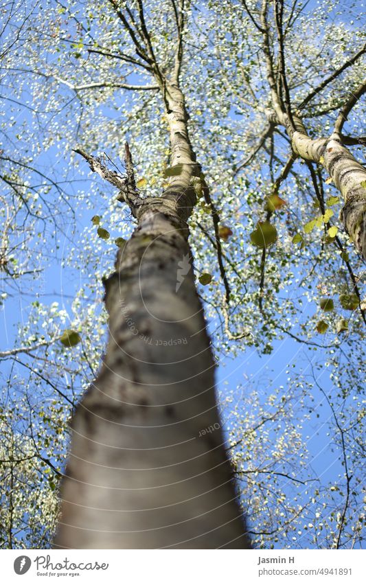 Baum Natur Himmel blau Ast Geäst Außenaufnahme Farbfoto Zweig Menschenleer Tag Blatt Schönes Wetter Wald Umwelt Baumstamm Sonnenlicht Wachstum hoch Perspektive