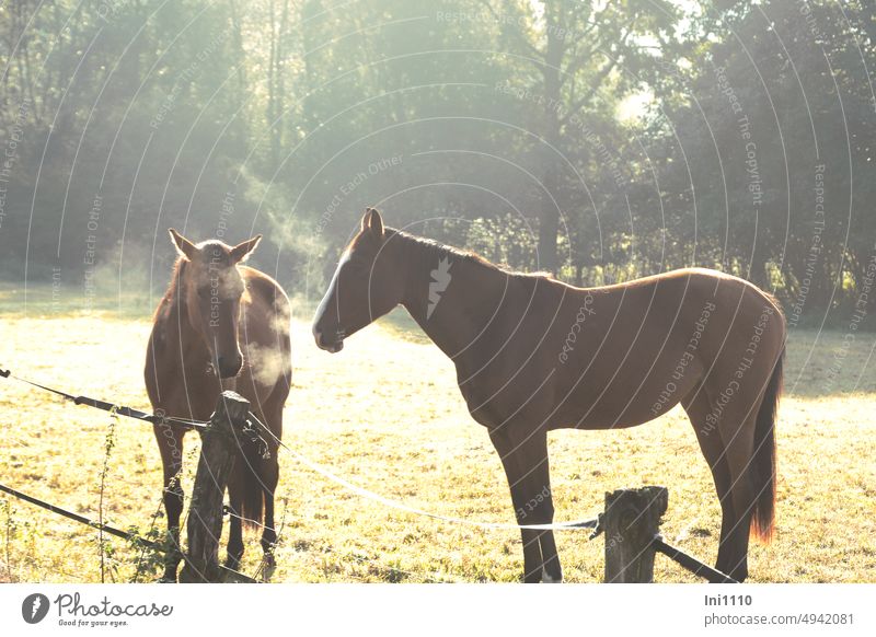 Pferde auf der Koppel Herbst Oktober Morgen Raureif Weide Weidezaun Wiese eingezäunt Breitbandlitze Tiere 2 Pferde braun Reitpferde wohlfühlen Atem sichtbar