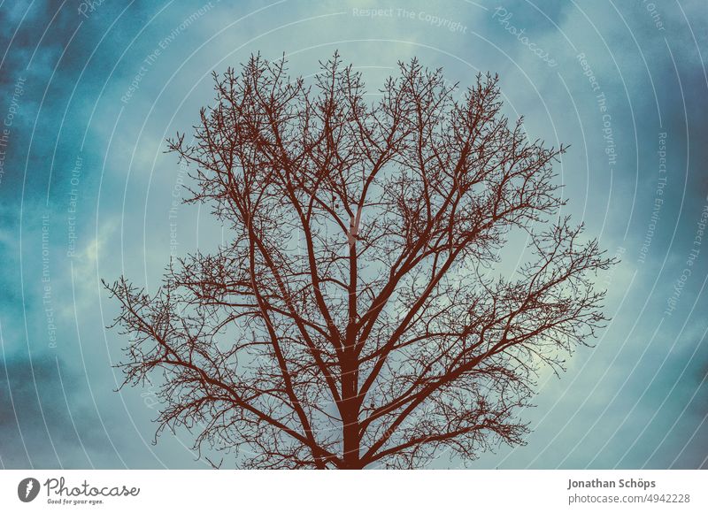 kahler Baum im Winter dramatisch Himmel Wolkenhimmel kalt Natur Menschenleer grau Ast Außenaufnahme Umwelt Landschaft