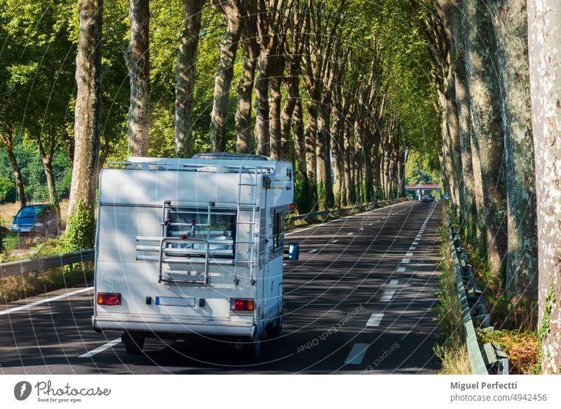 Wohnmobil auf einer von zwei Baumreihen gesäumten Straße. Südfrankreich. Feiertag Urlaub Ausflug Wohnwagen Komfort Verkehr Natur Freiheit Reise Landschaft
