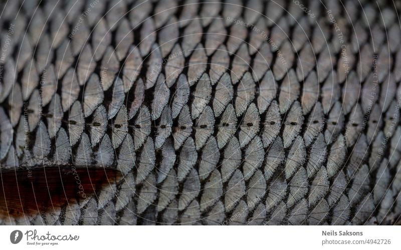 Nahaufnahme von Fischschuppen abstrakt Tier Aquarium Hintergrund Fischen Makro natürlich Natur Muster wirklich Rotauge Skala Schuppen Waage Hintergrund