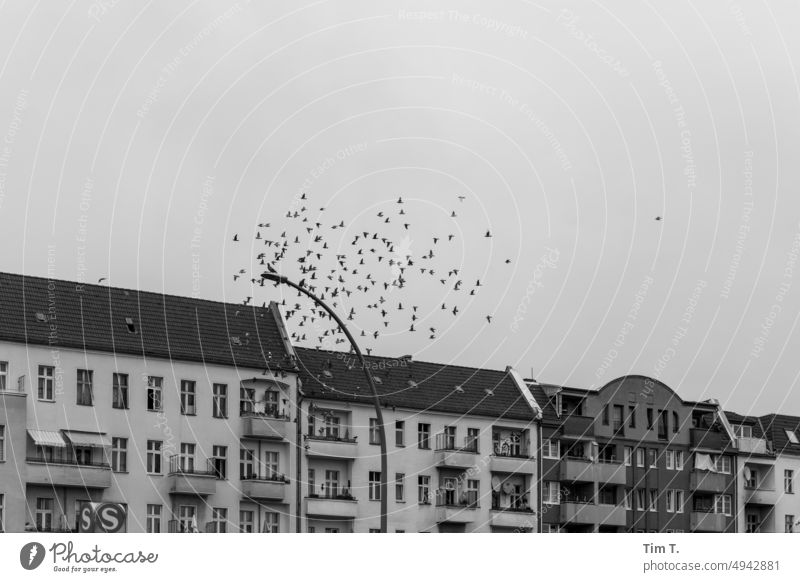Taubenflug fliegen Neukölln bnw s/w Laterne Schwarzweißfoto Tag Außenaufnahme Menschenleer Berlin Stadt Hauptstadt Architektur Stadtzentrum Bauwerk Gebäude