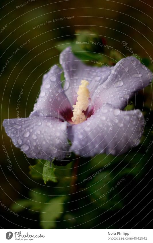 Hibiskus im Regen Regentropfen Hibiscus Hibiscusblüte nass Tropfen Wassertropfen Nahaufnahme Makroaufnahme Natur Pflanze Detailaufnahme feucht Farbfoto