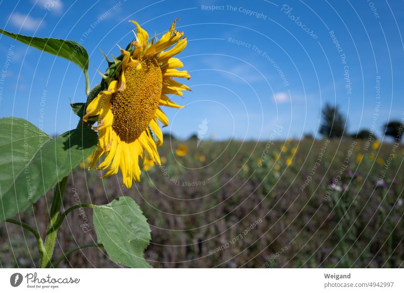 Sonnenblume vor Sonnenblumenfeld bei blauem Himmel Detailaufnahme Sommer blauer Himmel Sonnenschein Postkartenmotiv Natur besonnen Wiese gelb Ostsee
