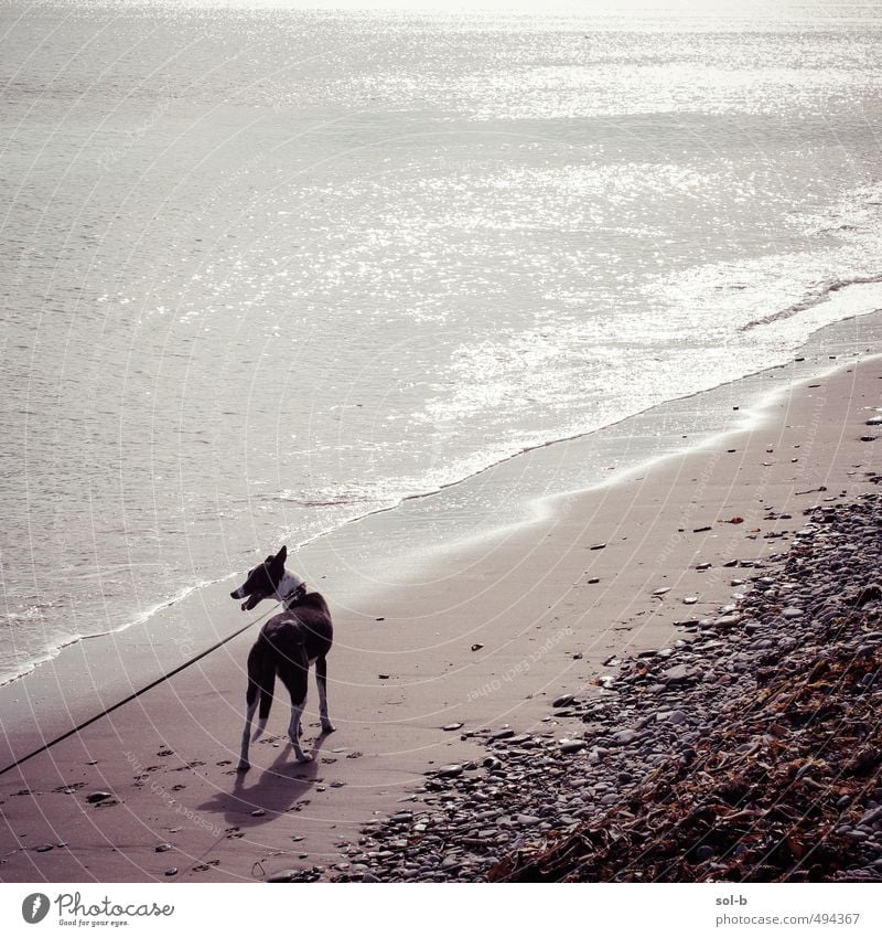 kali Umwelt Natur Wasser Wellen Küste Meer Tier Haustier Hund Windhund 1 genießen laufen einfach Fröhlichkeit frisch Gesundheit natürlich Klischee Freude