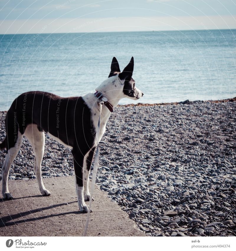 Killiney Beach Umwelt Natur Wasser Himmel Schönes Wetter Küste Meer Tier Haustier Hund Windhund 1 beobachten hören frisch Gesundheit natürlich Tierliebe Treue